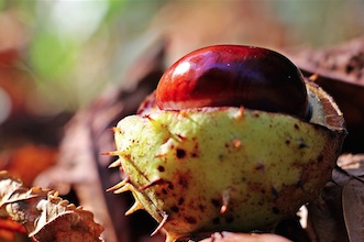 Aufgeplatzte Rosskastanie mit glänzender Kastanie in der stacheligen Schale auf Herbstlaub